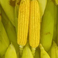 بلال تازه مشهد با آب قنات ۳۰ هزار بشتابید بشتابید.