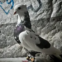 کبوتر