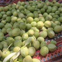 زیتون|خوردنی و آشامیدنی|اندیکا, |دیوار