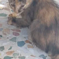 سه عدد بچه گربه خوشکل واگذار میشود|گربه|زرقان, |دیوار