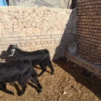 دوعدد بزغاله نر چاق چاق وزن هردوتاش۵۳کیلو