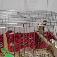 سهره|پرنده|مراغه, |دیوار