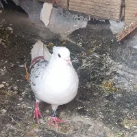 کبوتر پلنگ جوان