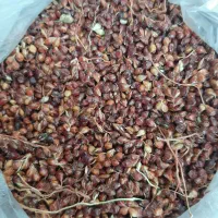 دانه|لوازم جانبی حیوانات|خرمآباد, |دیوار