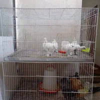 جوجه ابریشمی یک ماهه