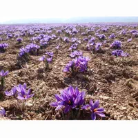 زعفران کاری نصف کاری اجاره|فروش دفتر صنعتی، کشاورزی، تجاری|مشهد, شهرک صنعتی توس|دیوار