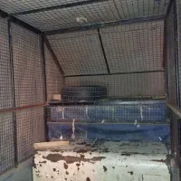 اتاق عقب پیکان بار|قطعات یدکی و لوازم جانبی|شیراز, لشکری‎|دیوار