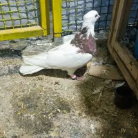 طوقی  معاوضه با تهرانی|پرنده|سرپل ذهاب, |دیوار