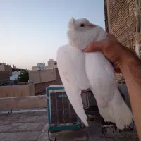 کبوتر|پرنده|اصفهان, مارچین|دیوار