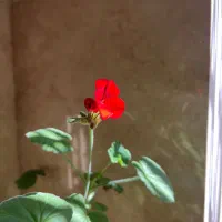 سرکتاب سال نو