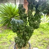 گل و گیاه زینتی