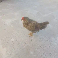 جوجه مرغ