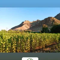 نهال صنوبر نیگرا آنکارا ترکیه 1.5 تا 6 متر|گل و گیاه طبیعی|خوی, |دیوار