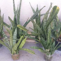 گل افوربیا وسانسوریا