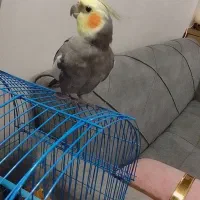 عروس هلندی اهلی خاص