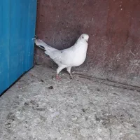 یک جفت کفتر|پرنده|ری, تقی آباد|دیوار