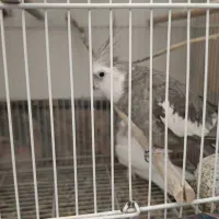 عروس هلندی جفت مولد - وایت فیس و البینو