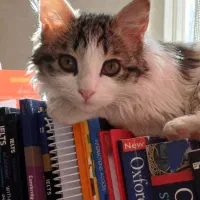 واگذاری گربه ماده لانگ هیر ۳ ماهه|گربه|کرج, شاهین‌ویلا|دیوار