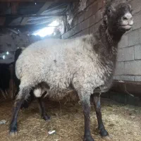 مرکز دام اندیشه گوسفند و گوساله به صورت قیمت عمده