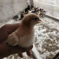 جوجه رسمی
