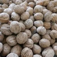گردو تازه