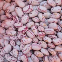 لوبیا چیتی پا کوتاه درجه یک