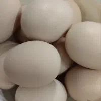 تخم مرغ محلی صد عدد موجود هست ۱۲ هزار