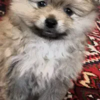 پامر عروسکی  اسمش نینا هست صاحبش لطفا منو پیدا کنه