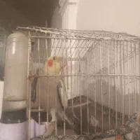 عروس هلندی