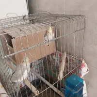 طوطی عروس مُولد