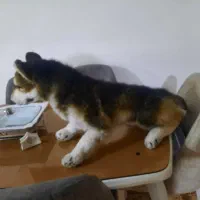 عروسک سگ|اسباب‌‌بازی|کرمانشاه, |دیوار