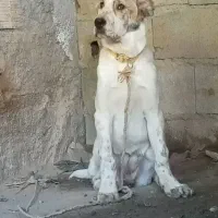 توله افغان
