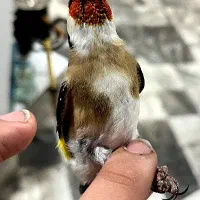 سهره وحش نشون دار