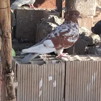 کبوتر اث ذغالی سوسکی گرگی