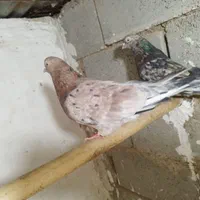 جفت نر و ماده سرور|پرنده|اصفهان, همدانیان|دیوار