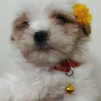 مالتیز عروسکی صفر تخفیف ویژه