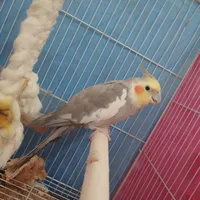 عروس هلندی نر ماده|پرنده|چناران, |دیوار