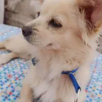 واگذاری سگ پامرانین . شیتزو مالتیز