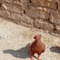 کفترسرخ دم سفیدنر