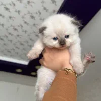 پیشی پیشی های ناز|گربه|گرگان, |دیوار