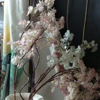 گل انار و شاخه شکوفه