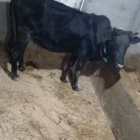 گاو ماده ابستن|حیوانات مزرعه|آستارا, |دیوار