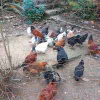 مرغ خروس نیمچه|حیوانات مزرعه|کلاچای, |دیوار