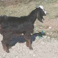 ۴ عدد بزغاله چاق|حیوانات مزرعه|ایلام, |دیوار