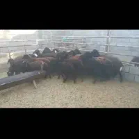 ۲۰راس بره نره افشار|حیوانات مزرعه|ارزوئیه, |دیوار