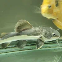 ماهی ردتیل|ماهی|کهریزک, |دیوار