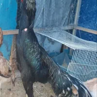 تخم مرغ نطفه دار خانگی خروس