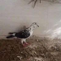 بزک سینه سفید نر جوون