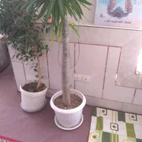 گل ماداگاسکار|گل و گیاه طبیعی|ابریشم, |دیوار