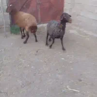 میش